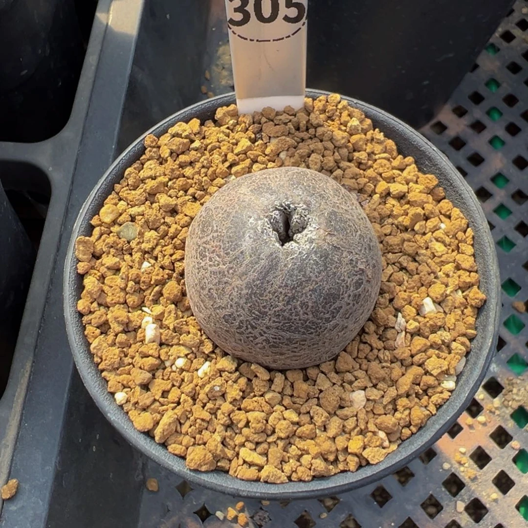 305自根变异多肉植物带盆土