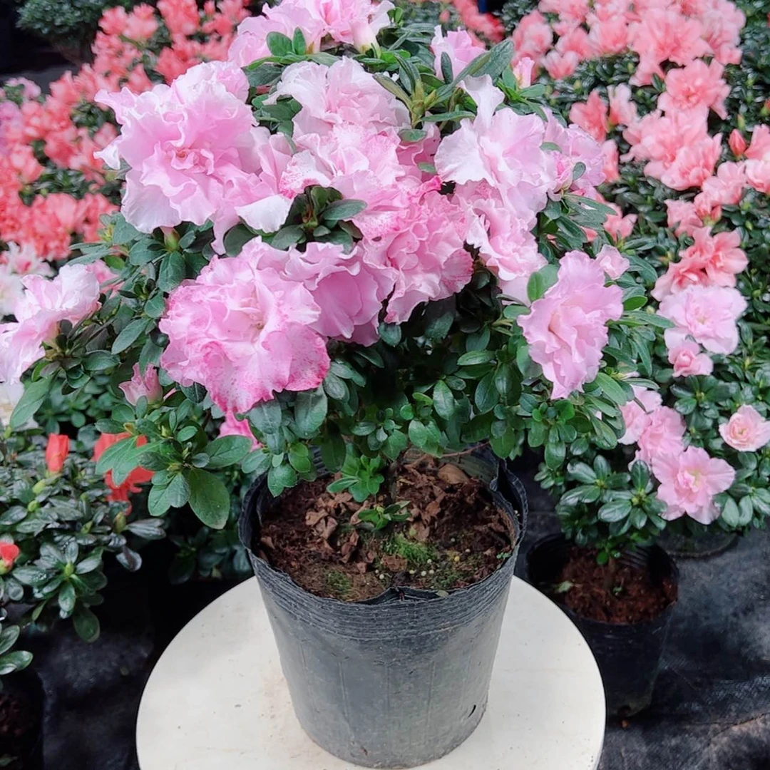 【闪购商品】大部分花苞少量开放雪****花