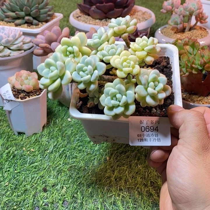 0694啊啊啊啊啊啊啊啊啊啊