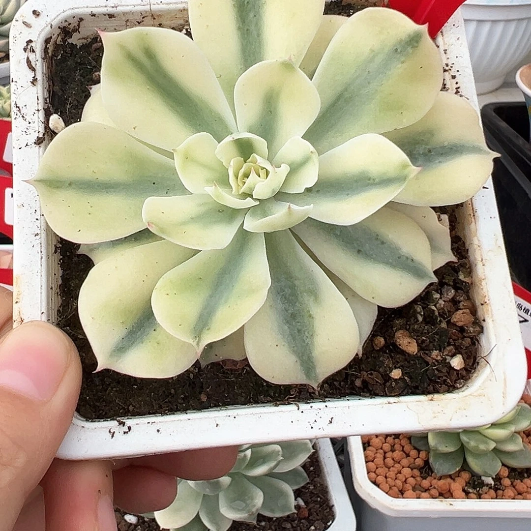 84号海啸锦多肉植物