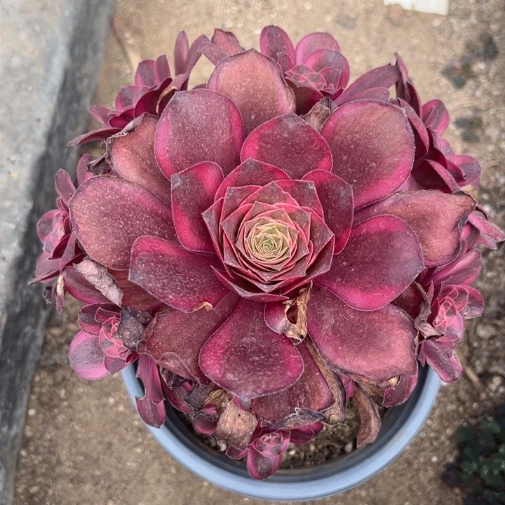 纳福魅金锦多肉植物量