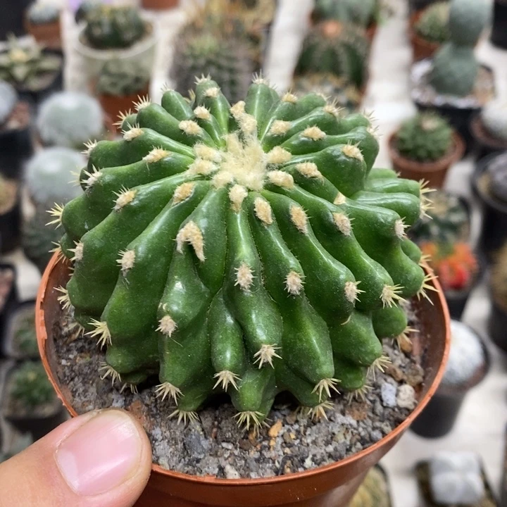 裸虎特价福利包邮