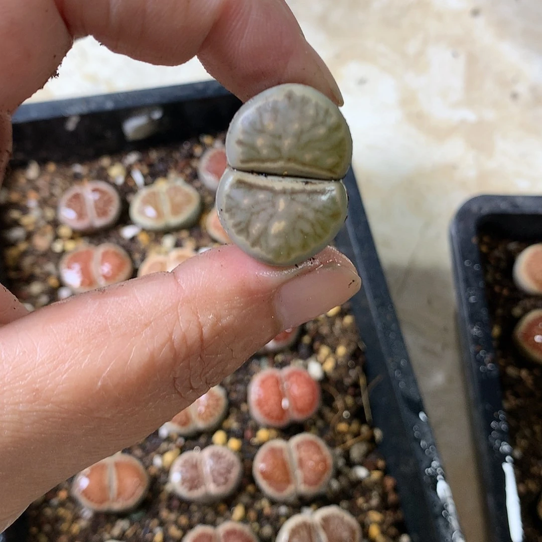 且****8K450多肉植物保护