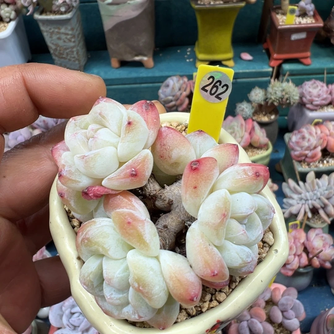 262号冰玉老桩无砍