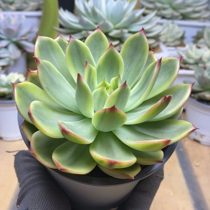 035桃花锦锦锦锦锦锦锦