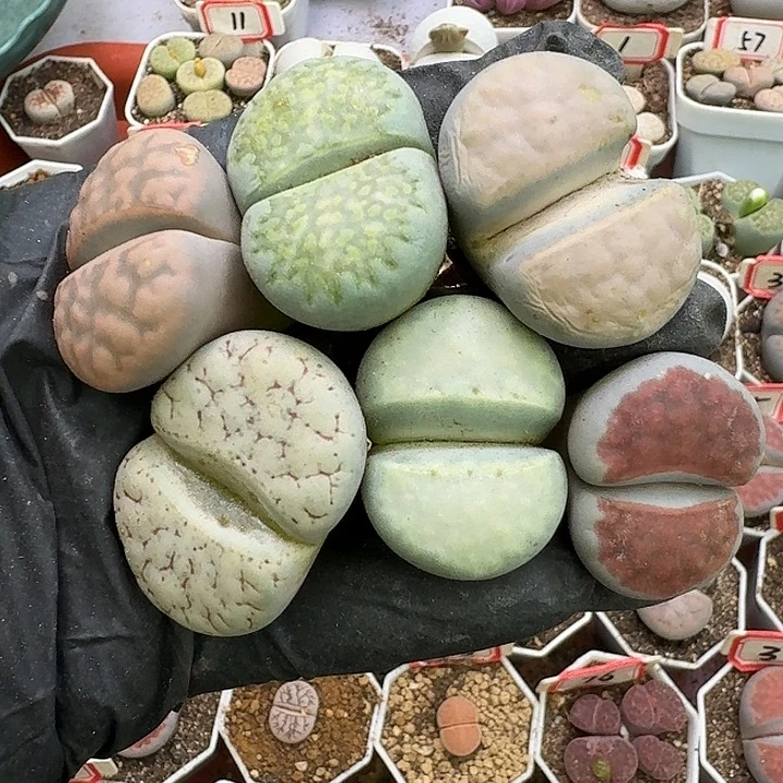 有疤高腿2/：//。  386号