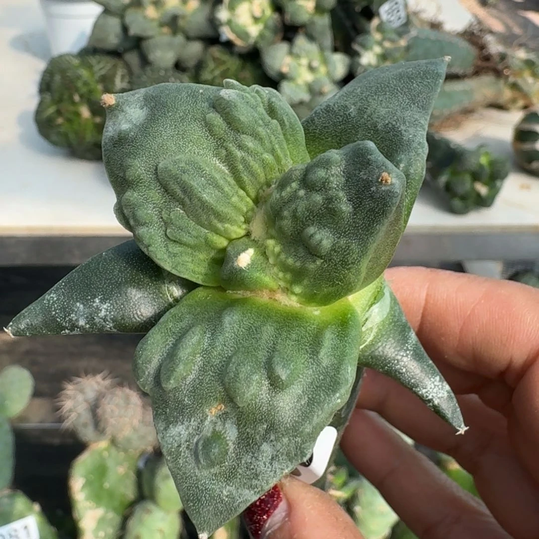 【闪购商品】无花朵汇**浦精品怒涛336