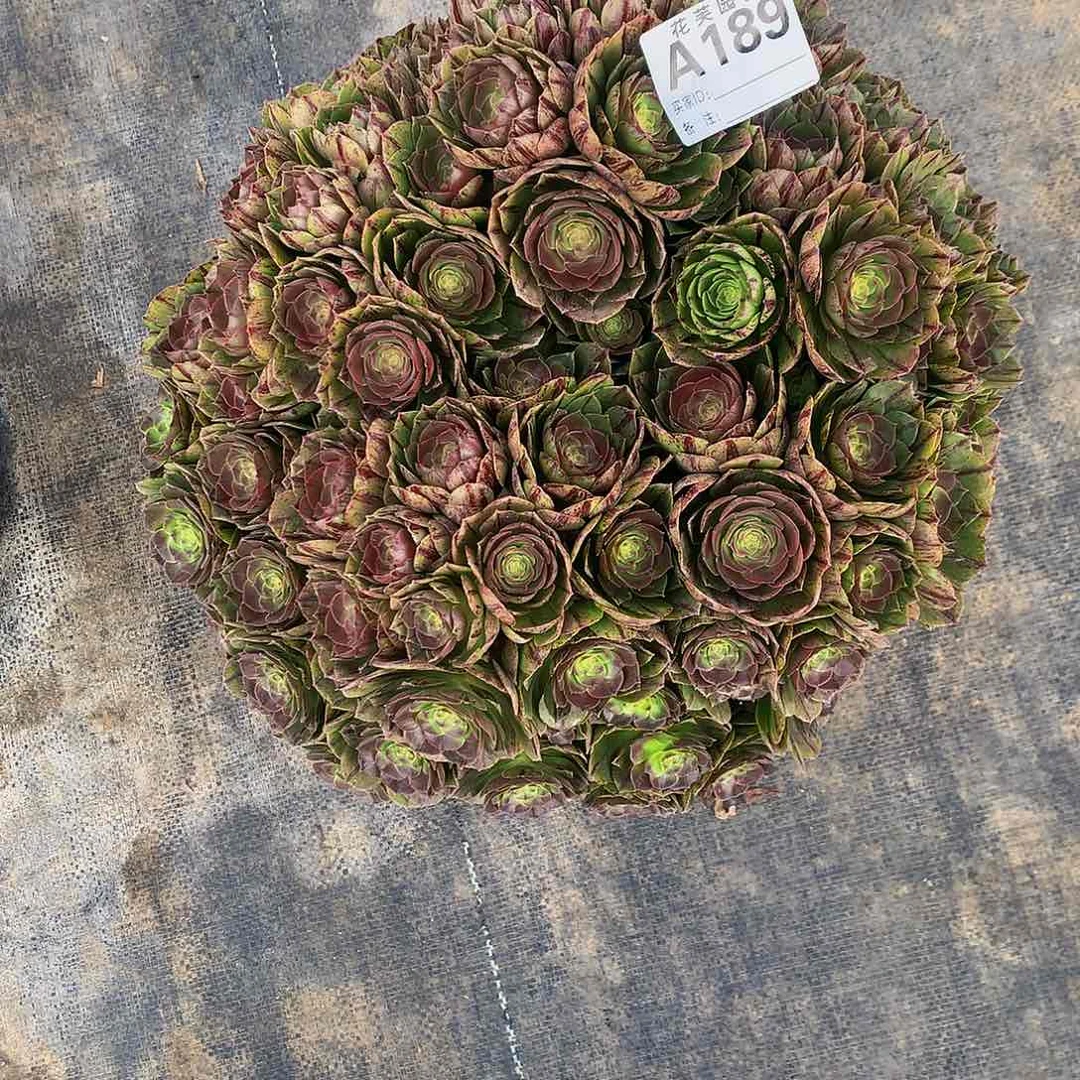 石*娃189多肉法师拉屎