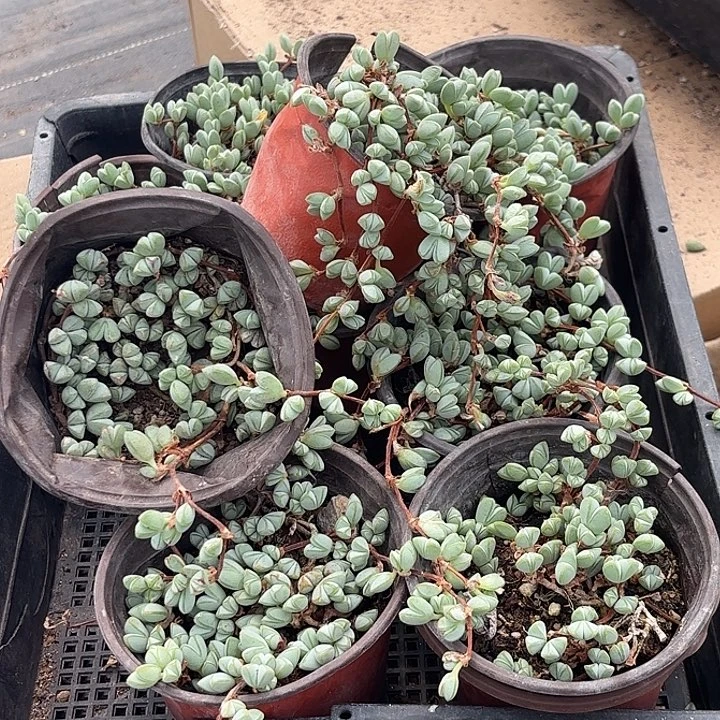 碧玉莲随机4盆一组发货浮力款