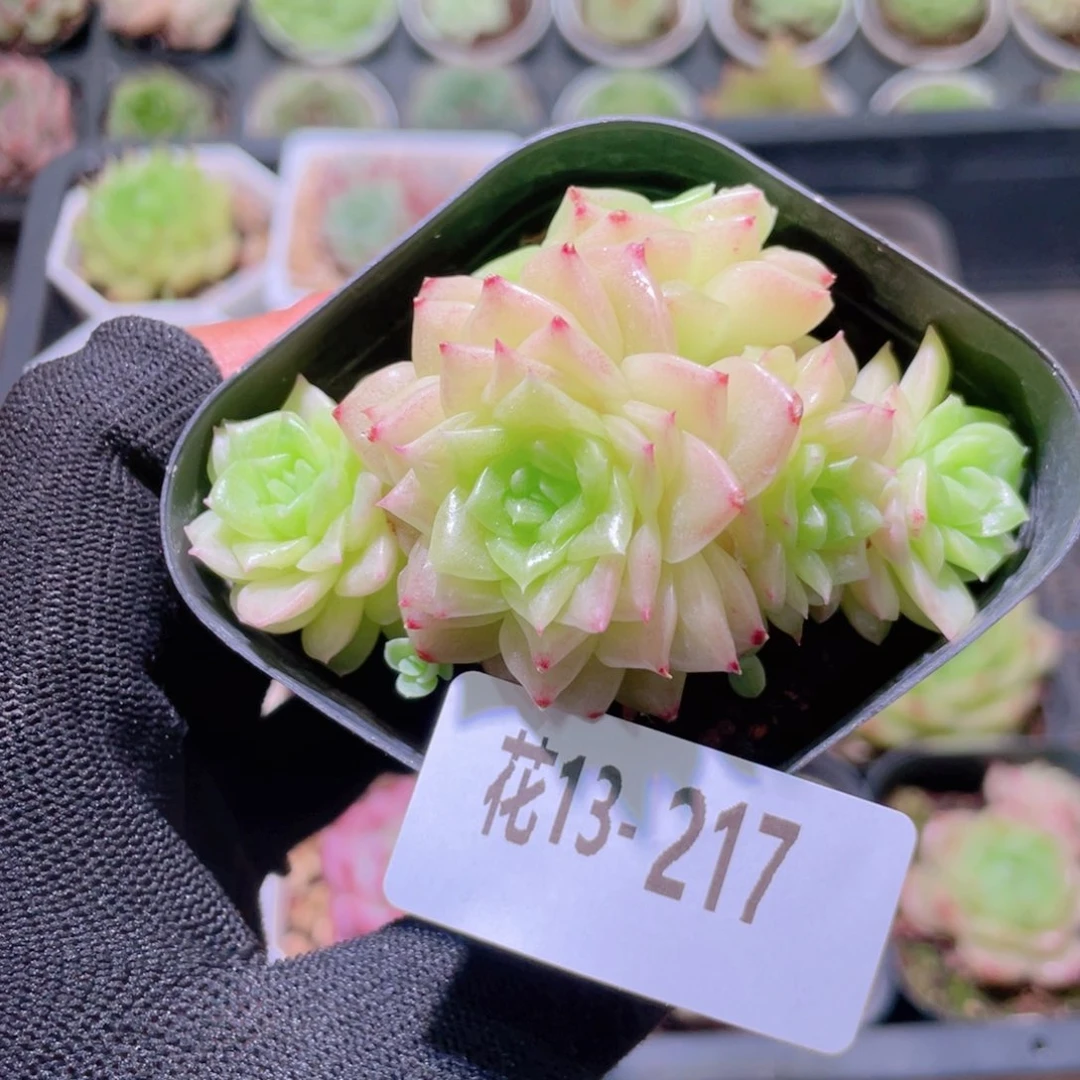 花利美13-217幻影