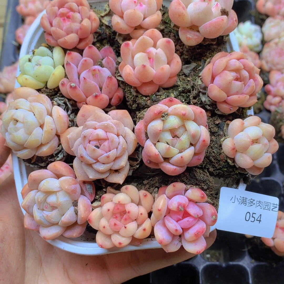 我要去看你了啊我的054