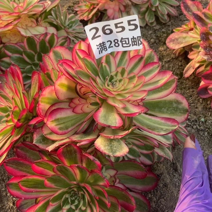 2655二号棚倾城多肉L