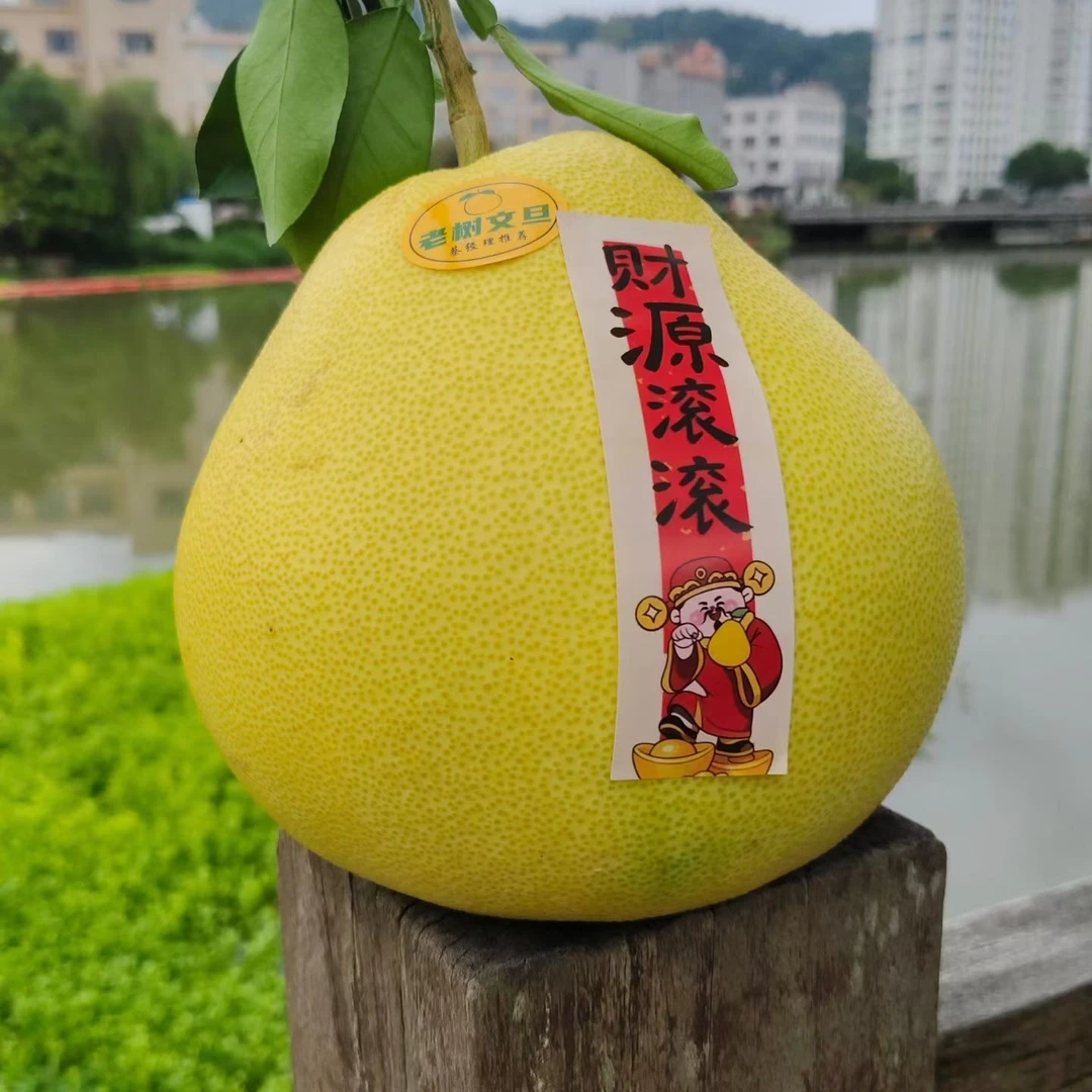 正宗20年玉环老树文旦新鲜应季水果酸甜多汁现摘黄胖子财源滚滚