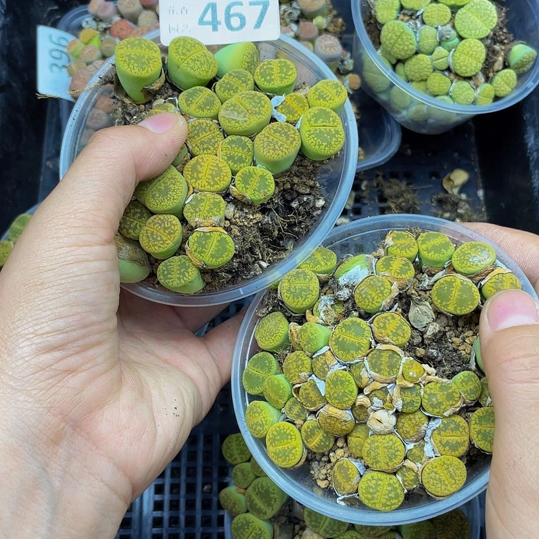 46700000去啊花花花花花