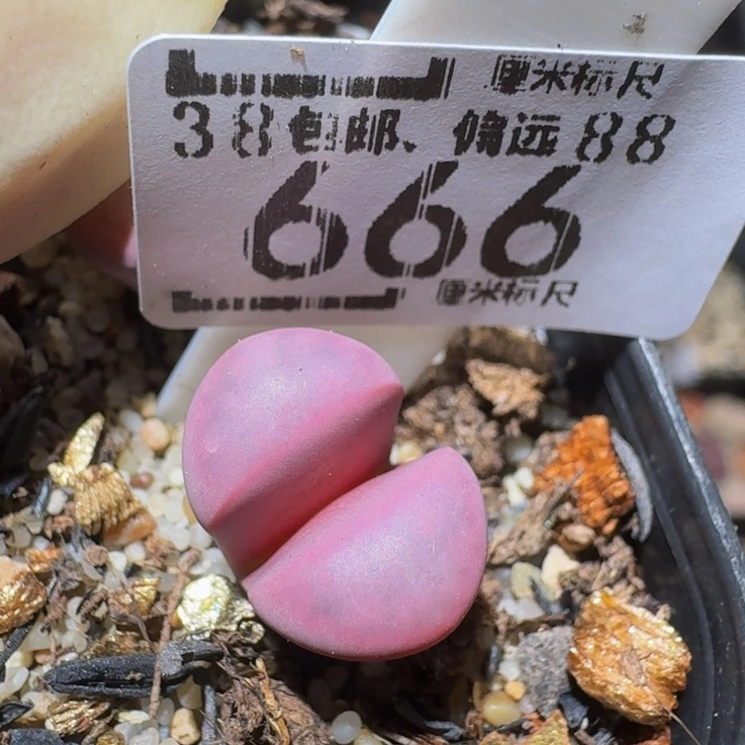 zzzzz精品生石花666