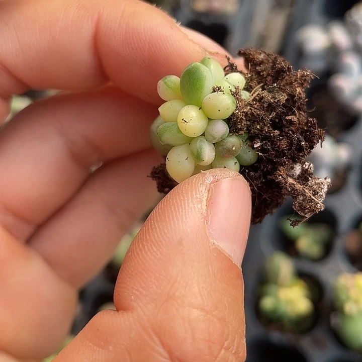 水***尘一物一拍满18包邮