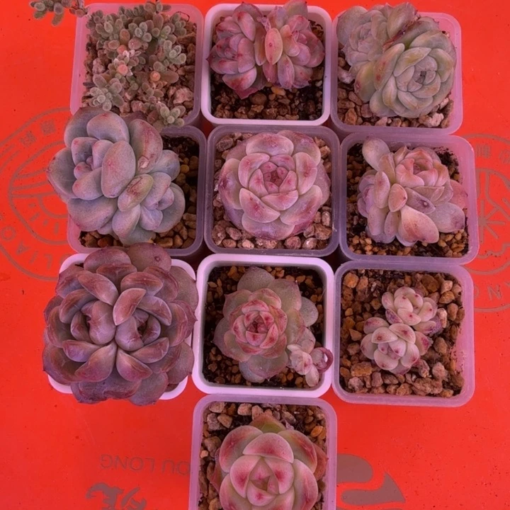 多肉植物组合一物一拍
