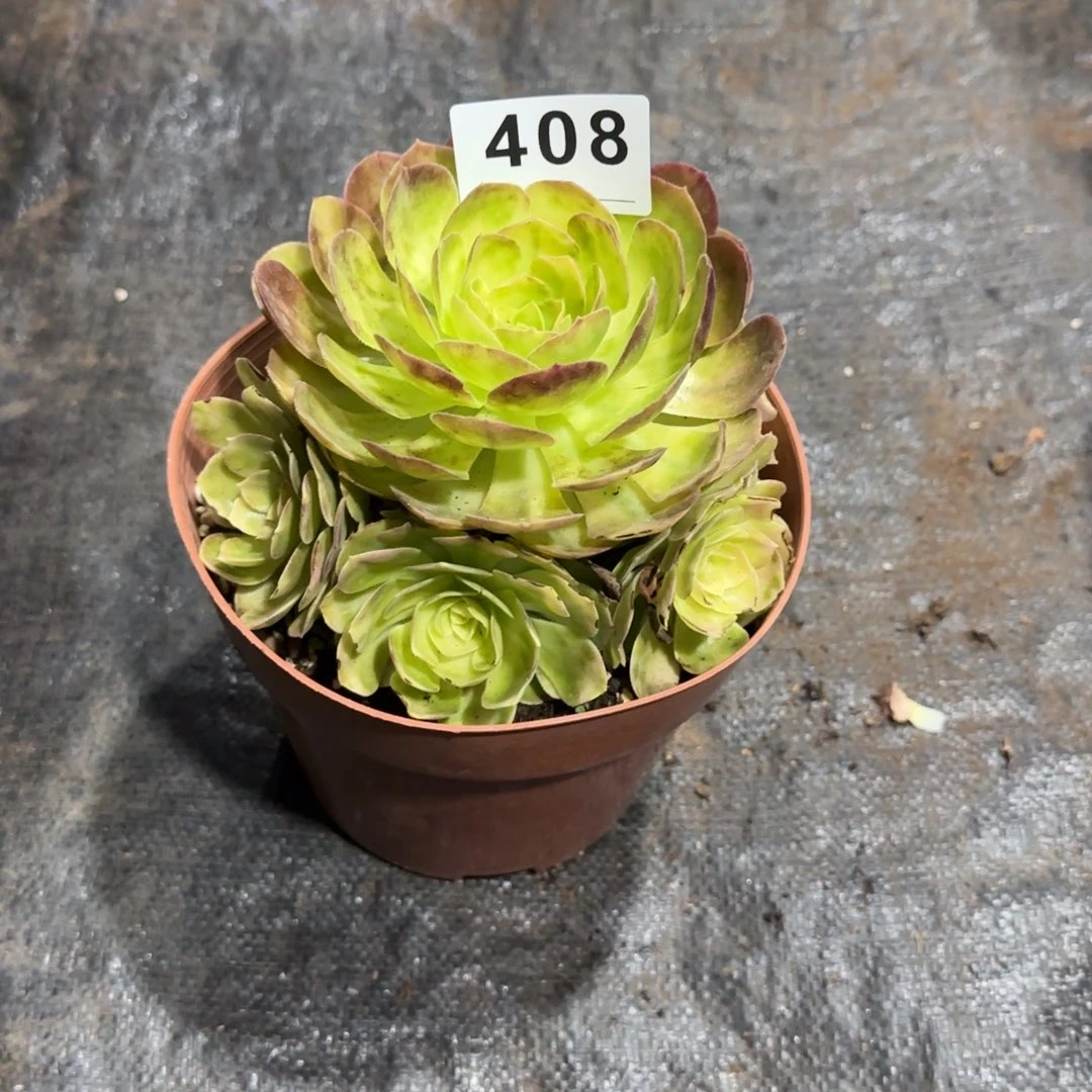 精品多肉植物0408