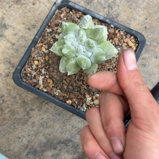 E*a谢谢姐姐，一物一拍