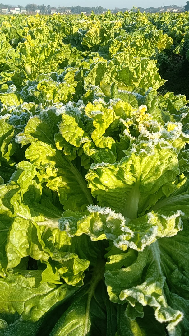 湖南益阳本地黄牙白菜苔