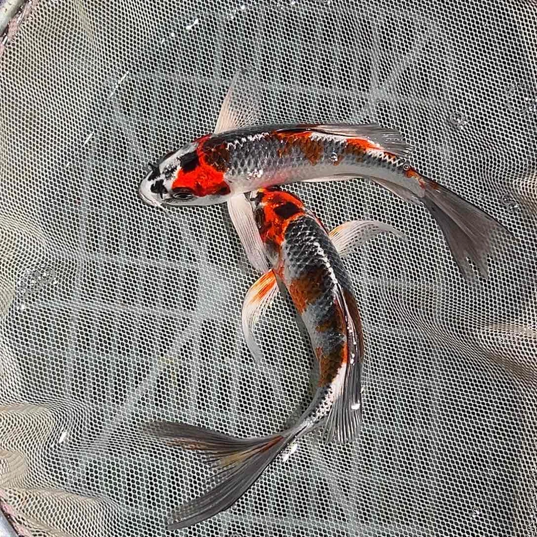 锦鲤锦鲤观赏鱼1111