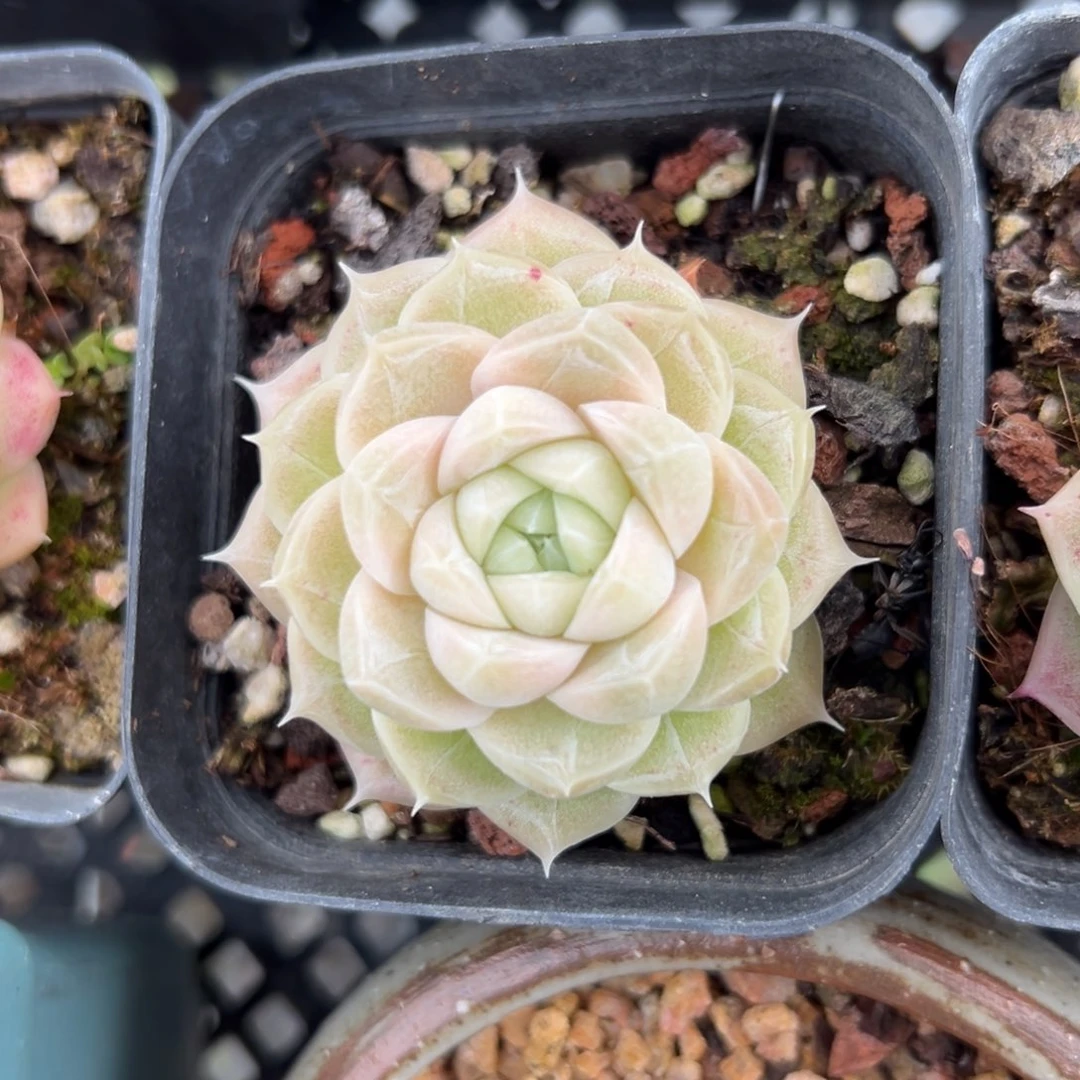 麦秆精控多肉一物一拍