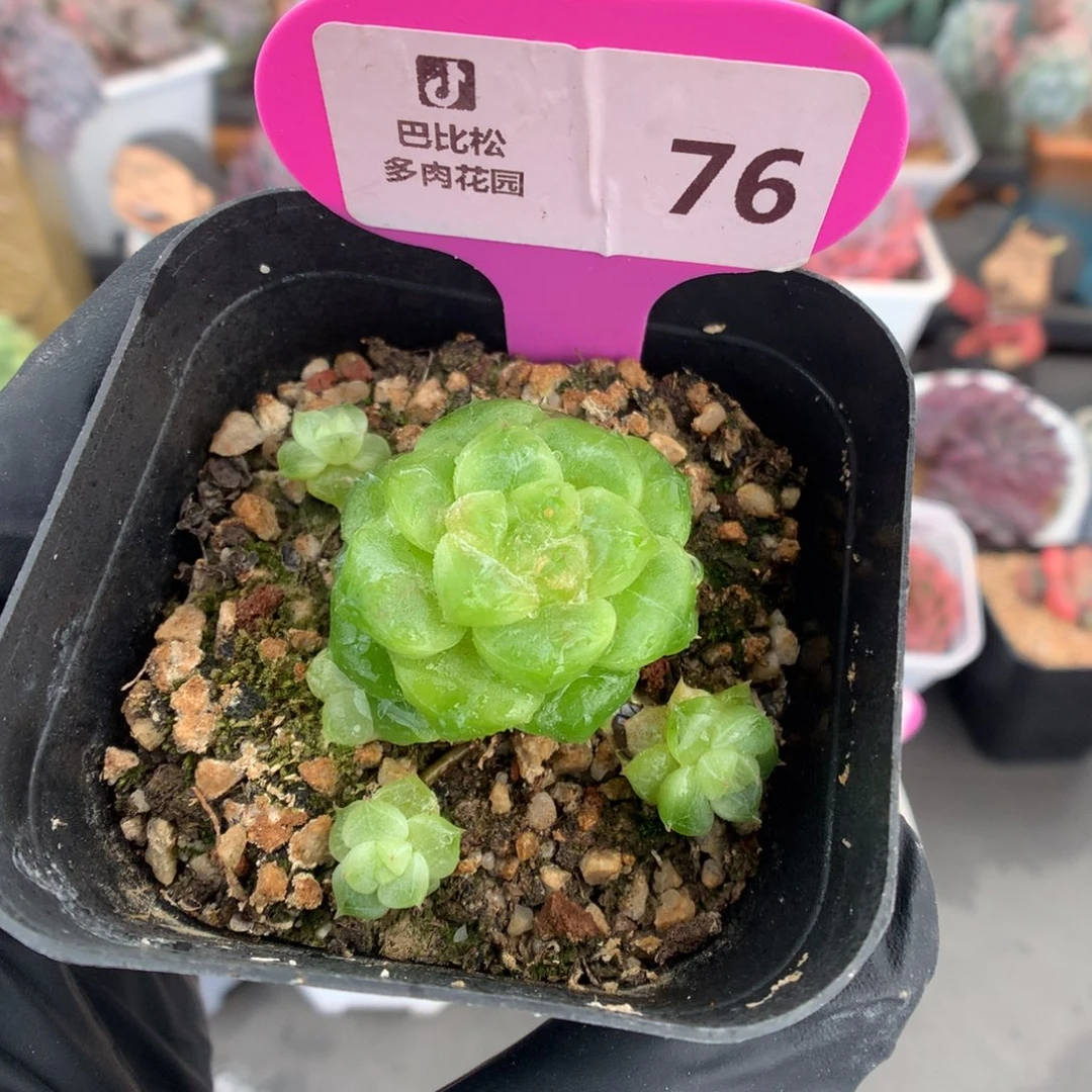 76 带飘枝小崽星钻珍妮