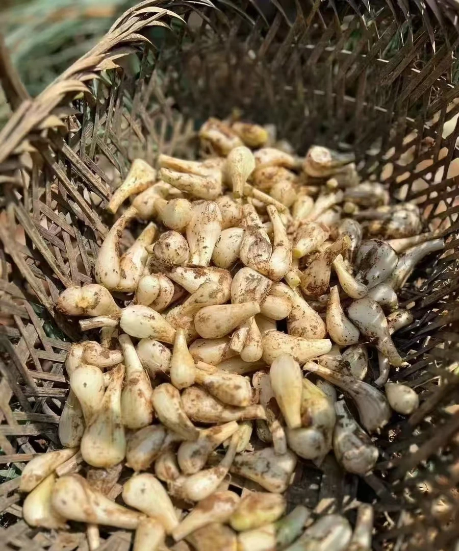 湖南邵阳隆回农家自种藠头新鲜带叶藠头现挖发货无根须无叶