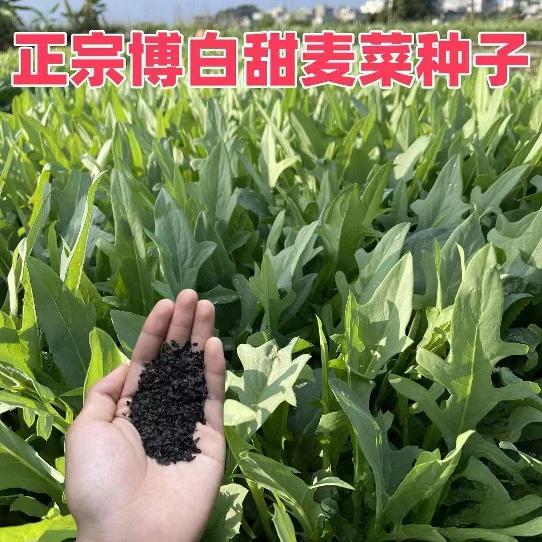 【花芽甜麦菜种子】四季甜麦菜苦麻菜籽青菜春秋季阳台蔬菜种孑籽