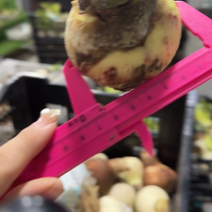 绿色山谷6公分左右福利刀伤