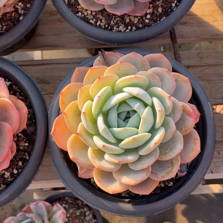 凤橙多肉植物1 3 9