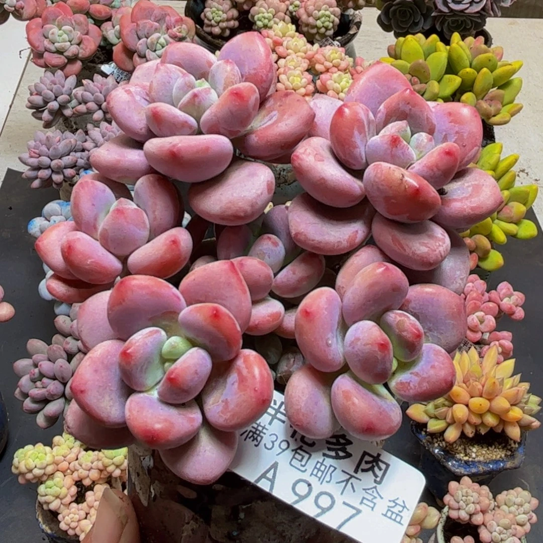997樱花洛神8cm多肉