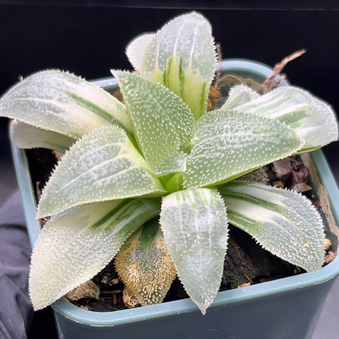 半**殇恭喜发财大吉大利2274