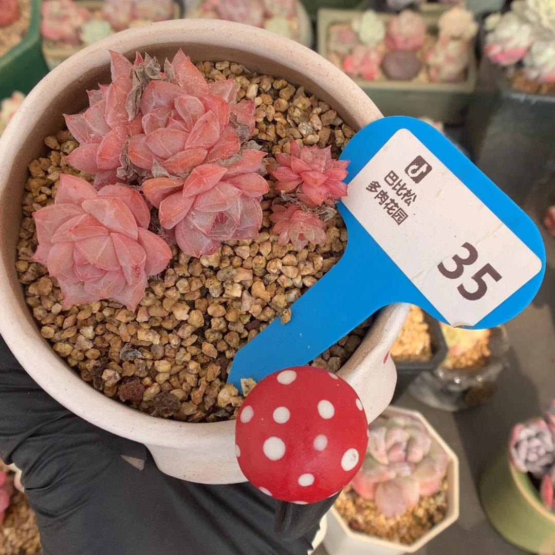 35 粉钻群多肉多肉