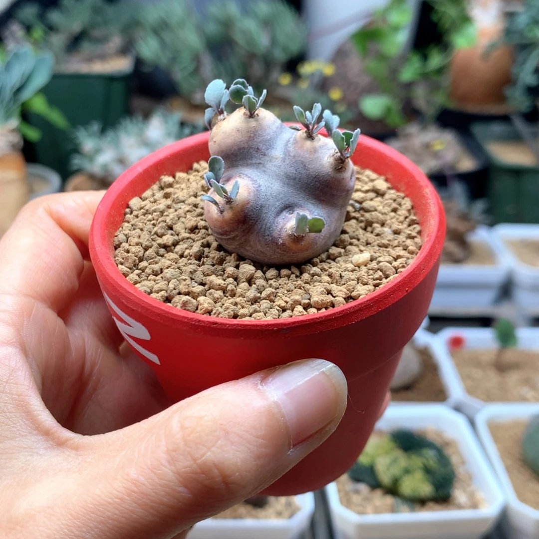 ****六产地格加厚敦菊母本带盆