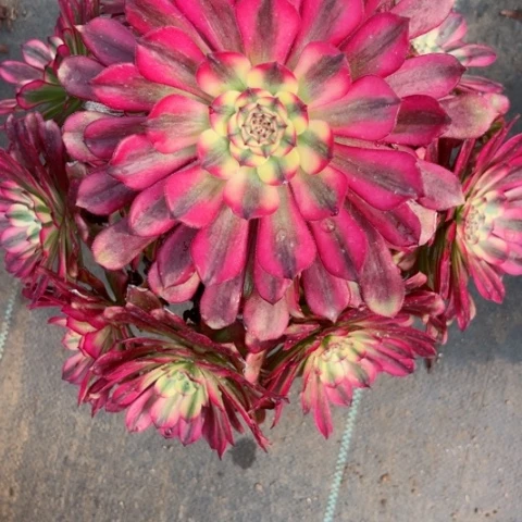 多肉植物五天姬锦。