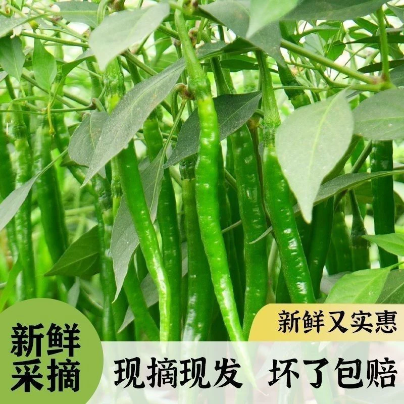 新鲜农家采摘中辣二荆条青线椒薄皮尖椒现摘现发