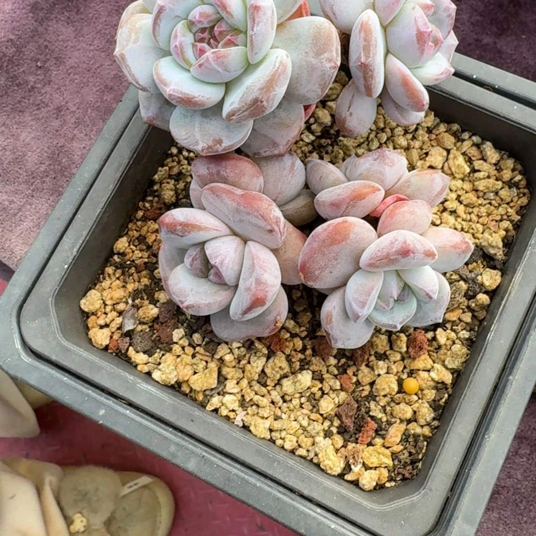 星影两颗一物一拍