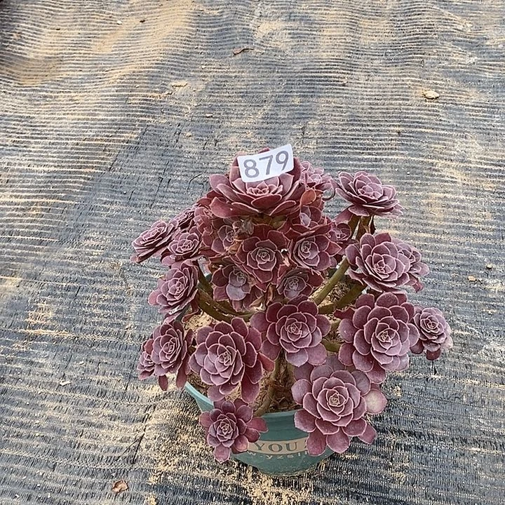 879，荷兰玫瑰多肉法师多肉法师
