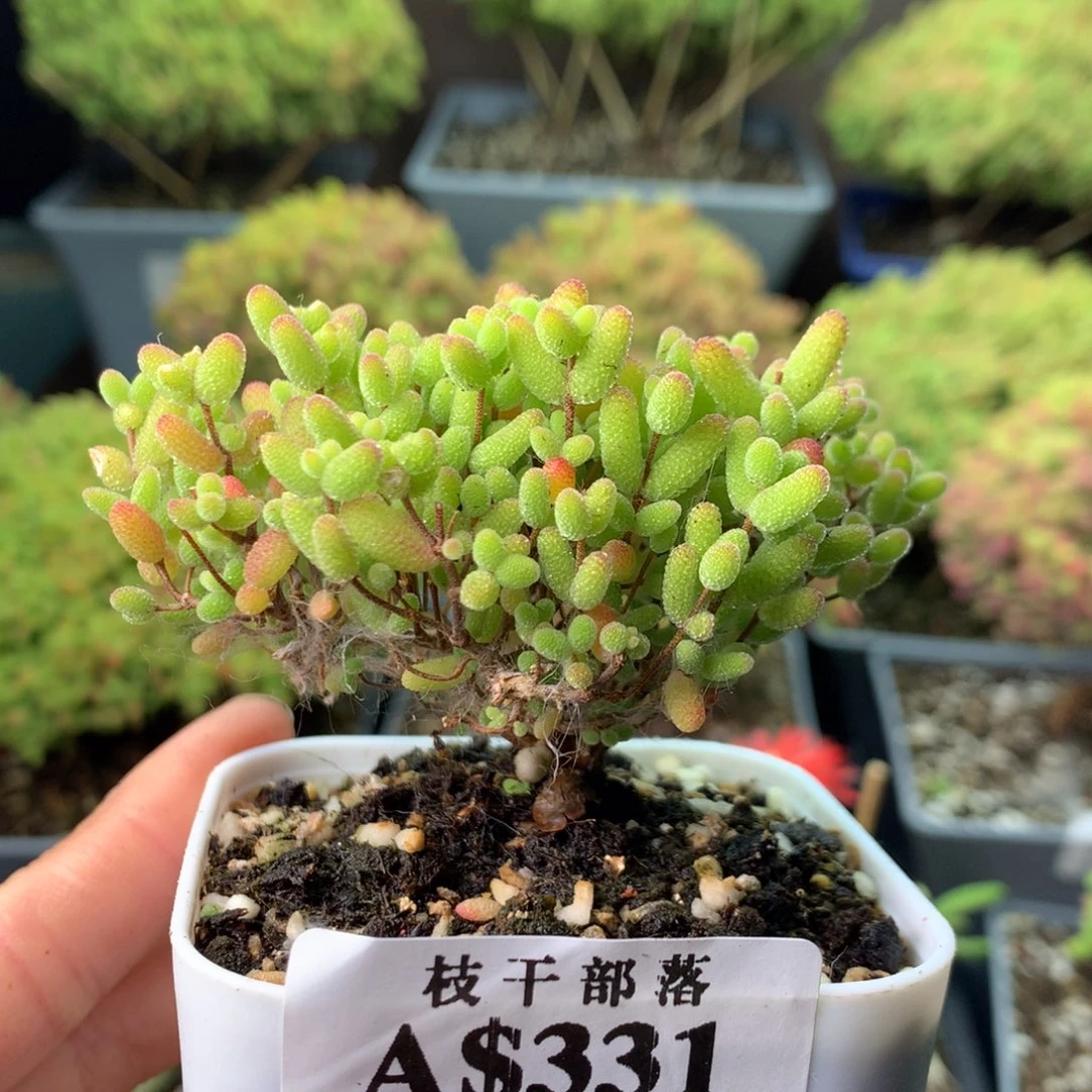331蜜橘糖球 。
