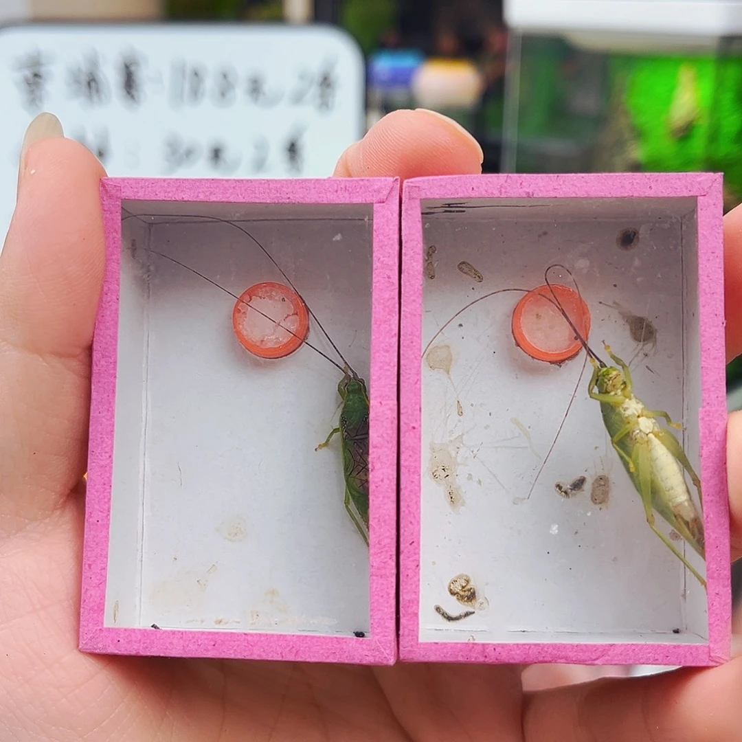 拍下发两条长须金钟