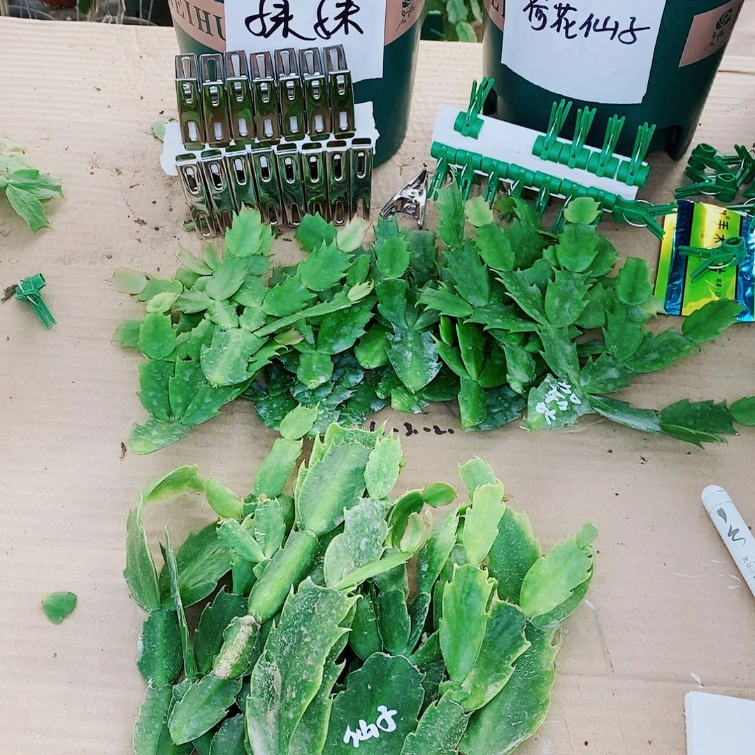 *****无花朵叶片福利一物一拍