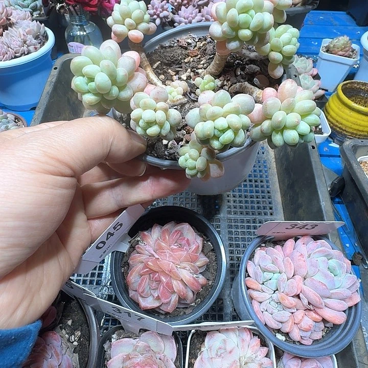 鱼子酱多肉植物154