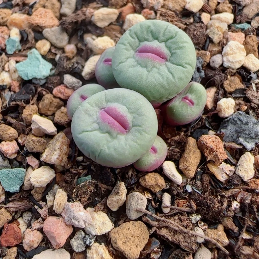 多肉植物1380B 85号