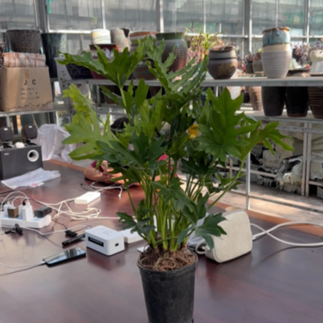 龙鳞春羽老桩绿植盆栽室内外土培水培净化空气易养活