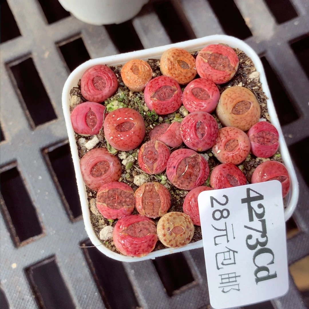 5厘米盆精控多肉4273