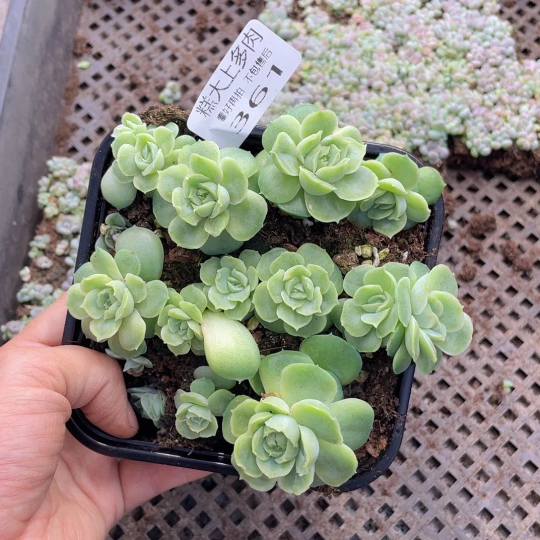 糕大上多肉植物361
