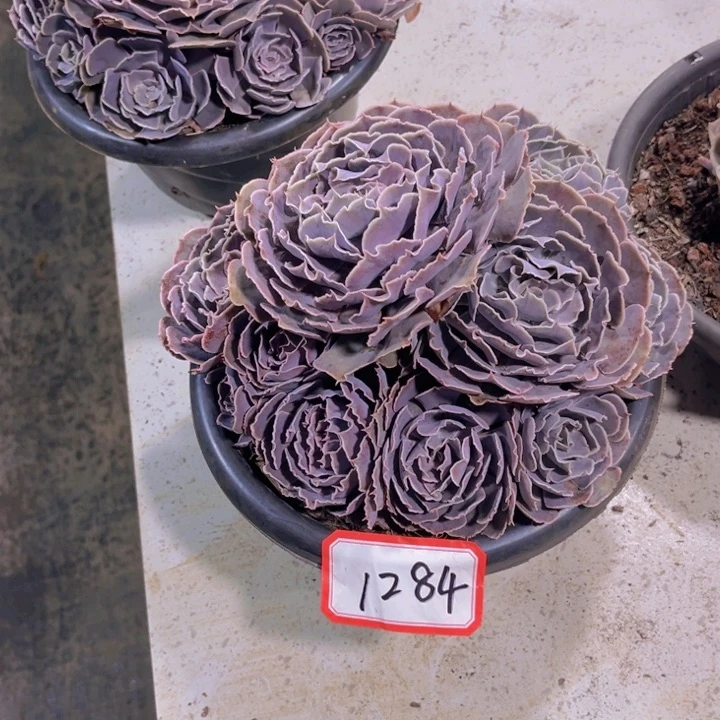 V*1284天鹅湖多，