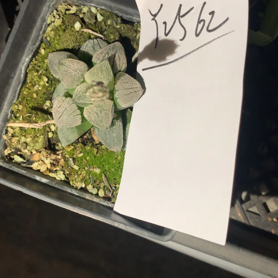 2562。 一颗雪之星。