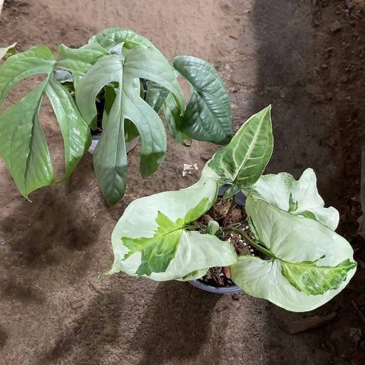 完全开放篮网纹加上三王合果芋